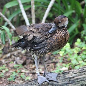West Indian Whistling Duck (Dendrocygna arborea)