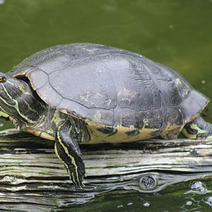 Hispaniola Slider (Trachemys decorata)