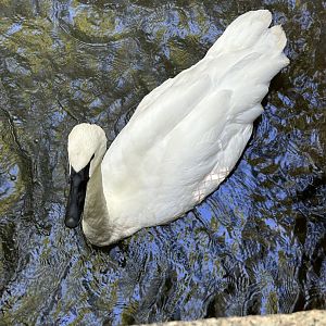 Trumpeter Swan (Cygnus buccinator)