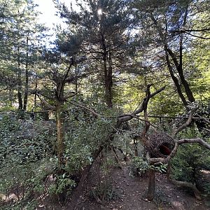 Oct. 2023 - Red Panda Enclosure