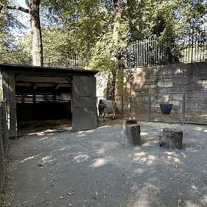 Oct. 2023 - Children’s Zoo - Domestic Zebu Enclosure