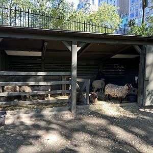 Oct. 2023 - Children’s Zoo - Domestic Sheep Barn