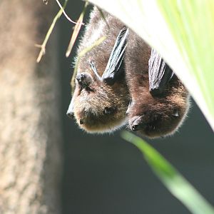 Rodrigues Fruit Bats (Pteropus rodicensis)