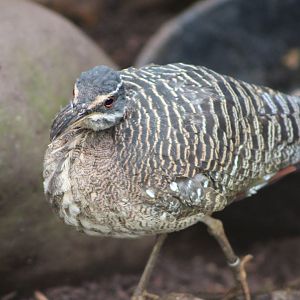 Sunbittern (Eurypyga helias)