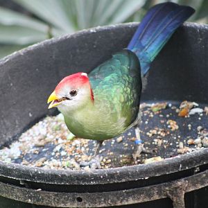 Red-Crested Turaco (Tauraco erythrolophus)
