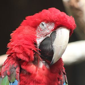 Green-Winged Macaw Portrait (Ara chloropterus)