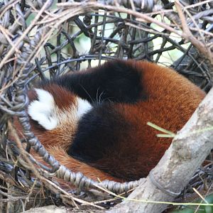 Sleeping Red Panda (Ailurus fulgens)