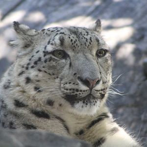 Snow Leopard (Panthera uncia)