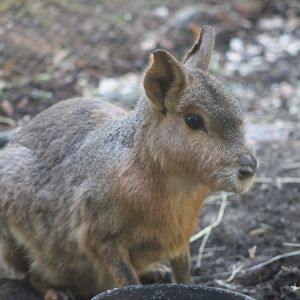Patagonian Mara (Dolichotis patagonum)