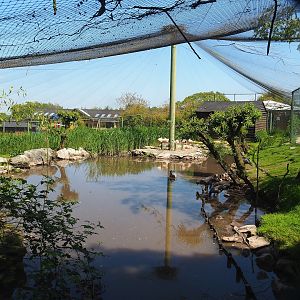 Chilean flamingo, Scarlet ibis, Southern screamer and Mallard aviary, 2023-05-19
