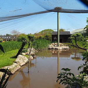 Chilean flamingo, Scarlet ibis, Southern screamer and Mallard aviary, 2023-05-19