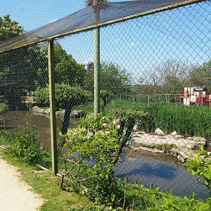 Chilean flamingo, Scarlet ibis, Southern screamer and Mallard aviary, 2023-05-19