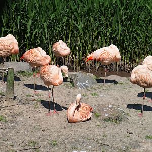 Chilean flamingos (Phoenicopterus chilensis), 2023-05-19