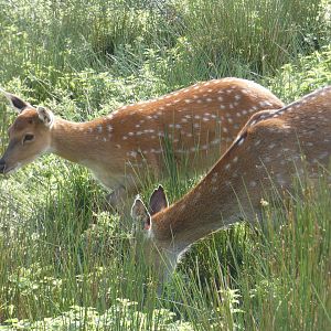 Vietnamese sika deer