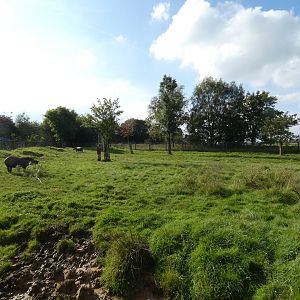 Lowland tapir enclosure