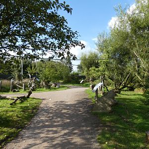 Eurasian red squirrel walk-through