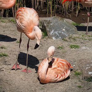 Chilean flamingos (Phoenicopterus chilensis), 2023-05-19