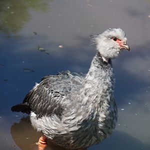 Southern screamer (Chauna torquata), 2023-05-19