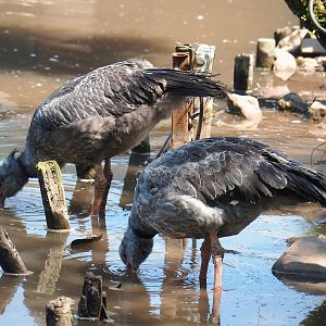 Southern screamers (Chauna torquata), 2023-05-19