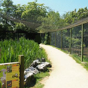 Walk-through aviary walkway, with separate Chilean flamingo, Southern screamer, Mallard and Scarlet ibis aviary on the right side, 2023-05-19