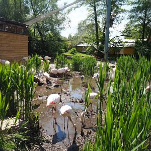 Walk-through aviary, 2023-05-19