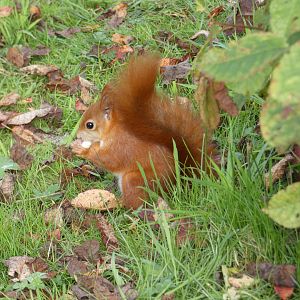 Eurasian red squirrel