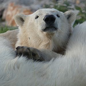 Polar bear