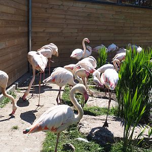 Greater flamingos (Phoenicopterus roseus), 2023-05-19