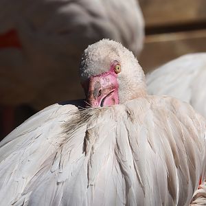Greater flamingo (Phoenicopterus roseus), 2023-05-19