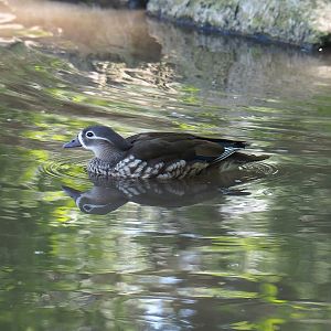Mandarin duck (Aix galericulata), 2023-05-19
