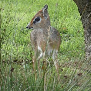 Kirk's dik-dik