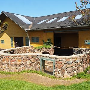 Indian crested porcupine exhibit, 2023-05-19