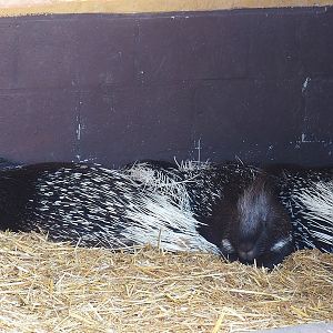 Indian crested porcupines (Hystrix indica), 2023-05-19