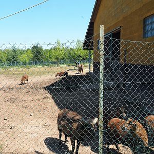 Pony and Cameroon sheep paddock, 2023-05-19