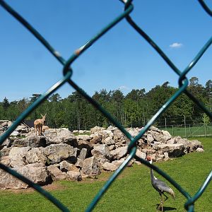 Tajik markhor and White-naped crane exhibit, 2023-05-19