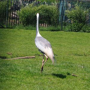 White-naped crane (Antigone vipio), 2023-05-19