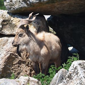 Tajik markhor (Capra falconeri heptneri), 2023-05-19