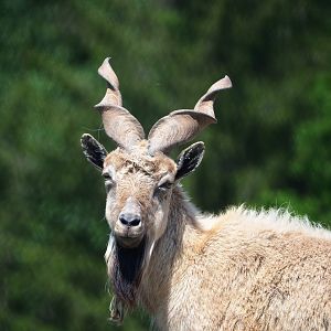 Tajik markhor (Capra falconeri heptneri), 2023-05-19