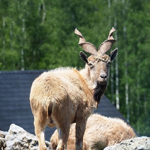 Tajik markhor (Capra falconeri heptneri), 2023-05-19