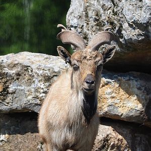 Tajik markhor (Capra falconeri heptneri), 2023-05-19