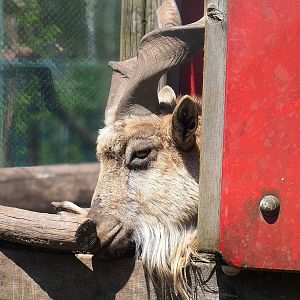 Tajik markhor (Capra falconeri heptneri), 2023-05-19