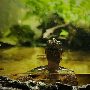 Bog Turtle (Glyptemys muhlenbergii)