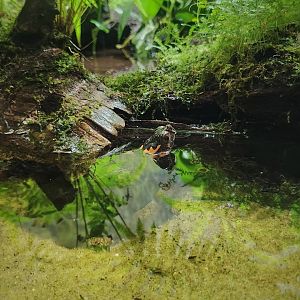 Bog Turtle (Glyptemys muhlenbergii)