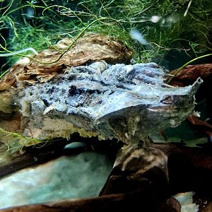 Mata-Mata (Chelus fimbriatus)