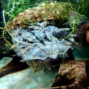 Mata-Mata (Chelus fimbriatus)