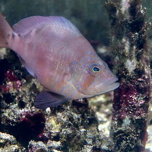 Florida Hamlet (Hypoplectrus floridae)