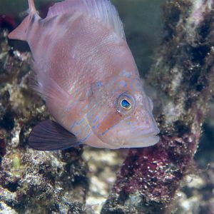 Florida Hamlet (Hypoplectrus floridae)