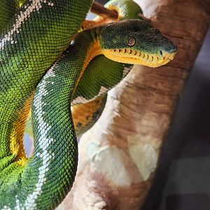 Amazon Basin Emerald Tree Boa (Corallus batesii)
