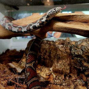 Eastern Milksnake (Lampropeltis triangular triangulum)
