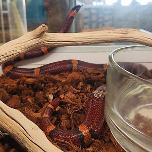 Mexican Milksnake (Lampropeltis annulata)